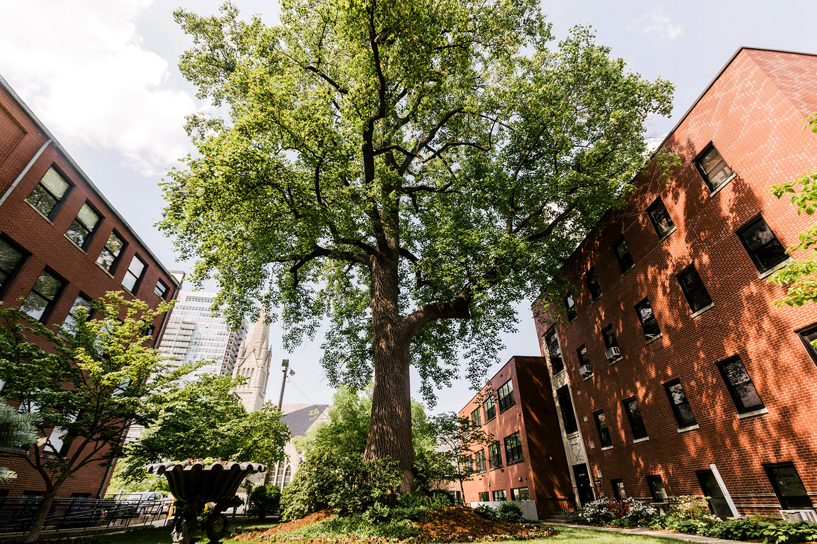 Tulip poplar tree in courtyard outside Naslund-Mann Graduate School of Writing